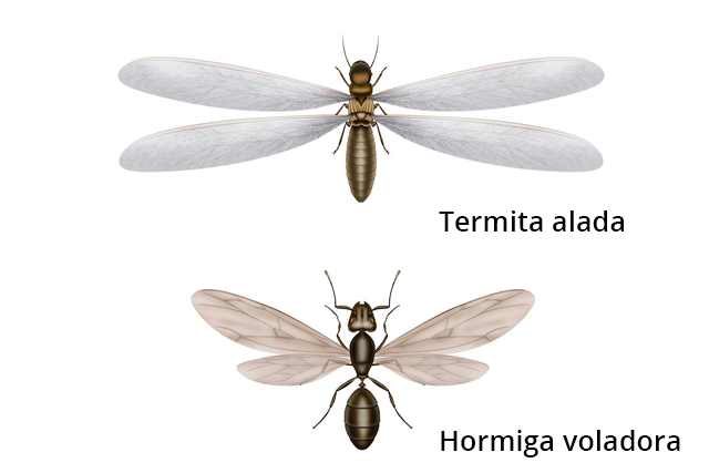 ¿Hormiga voladora o termita alada?