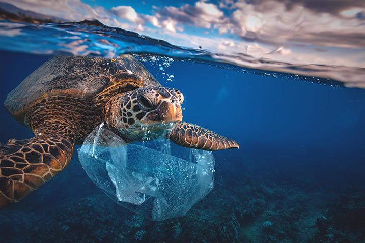 turtle_ocean_plastic_bag_naciones_unidas